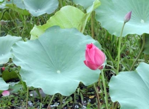 Bật mí cách chữa mỡ máu cao bằng thảo dược hiệu quả, an toàn tại nhà